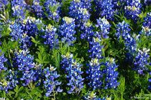 Load image into Gallery viewer, Texas Bluebonnet Lupinus texensis  50 Seeds