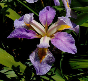 Lavender Japanese Iris Flower Photo Color Print