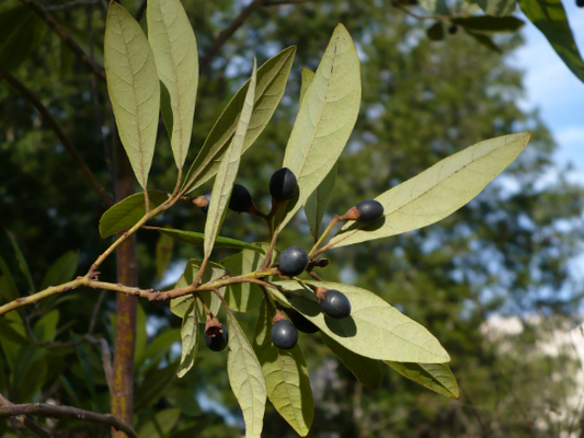 Swamp Bay Persea palustris 10 Seeds