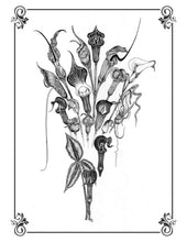 Load image into Gallery viewer, Giclee Print of an Illustration of a Group of Aroids