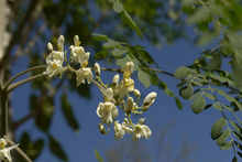 Load image into Gallery viewer, Horseradish Tree  Moringa oleifera 20 Seeds