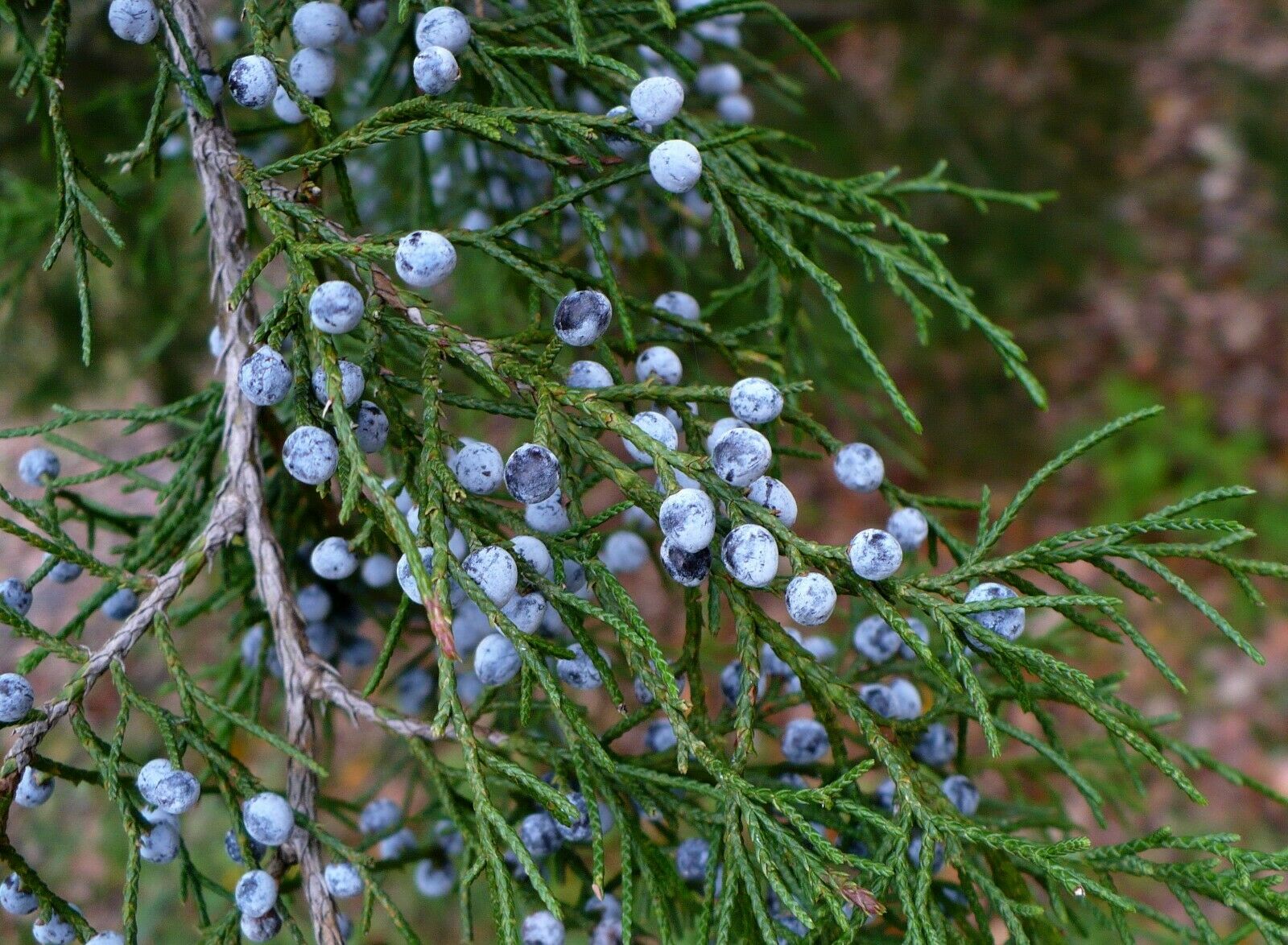 Eastern Red Cedar Juniper Juniperus virginiana 100 Seeds USA