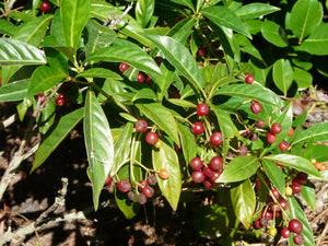 Bahama Wild Coffee Rare Psychotria ligustrifolia 10 Seeds