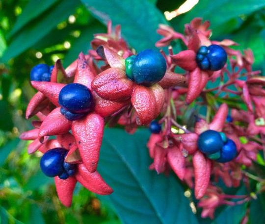 Tube Flower Clerodendrum indicum 20 Seeds  USA Company