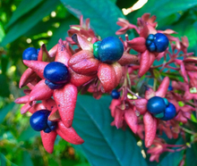 Load image into Gallery viewer, Tube Flower Clerodendrum indicum 20 Seeds