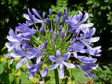 Load image into Gallery viewer, Lily of the Nile Agapanthus praecox 25 Seeds