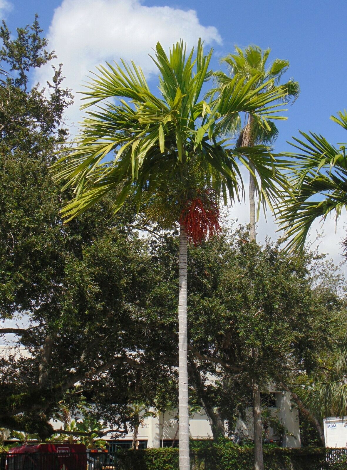 solitary palm tree
