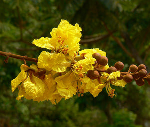 Yellow Poinciana Peltophorum pterocarpum 20 Seeds