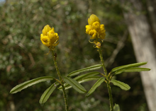 Load image into Gallery viewer, Candlestick Cassia Senna alata 200 Seeds