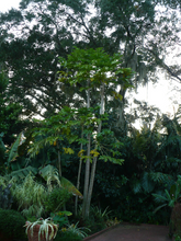 Load image into Gallery viewer, Papaya Carica papaya 20 Seeds