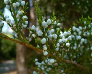Eastern Red Cedar Juniper Juniperus virginiana 20 Seeds