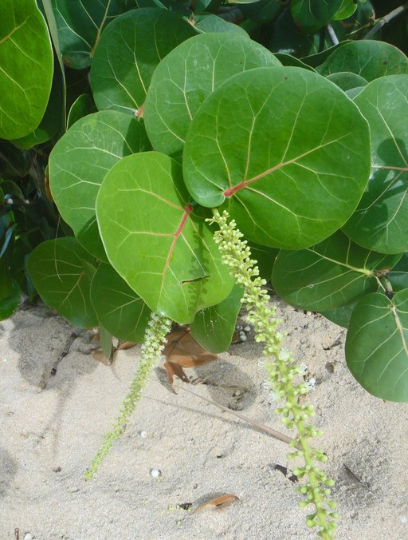 Sea Grape Coccoloba uvifera 100 Seeds