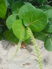 Load image into Gallery viewer, Sea Grape Coccoloba uvifera 10 Seeds