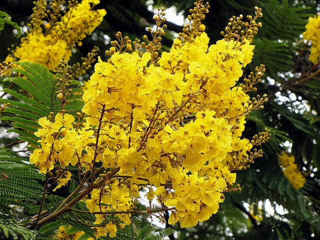 Yellow Poinciana Peltophorum pterocarpum 20 Seeds  USA Company