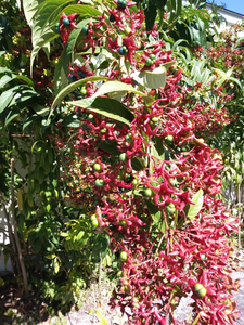 Tube Flower Clerodendrum indicum 20 Seeds