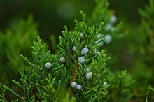 Load image into Gallery viewer, Eastern Red Cedar Juniper Juniperus virginiana 20 Seeds