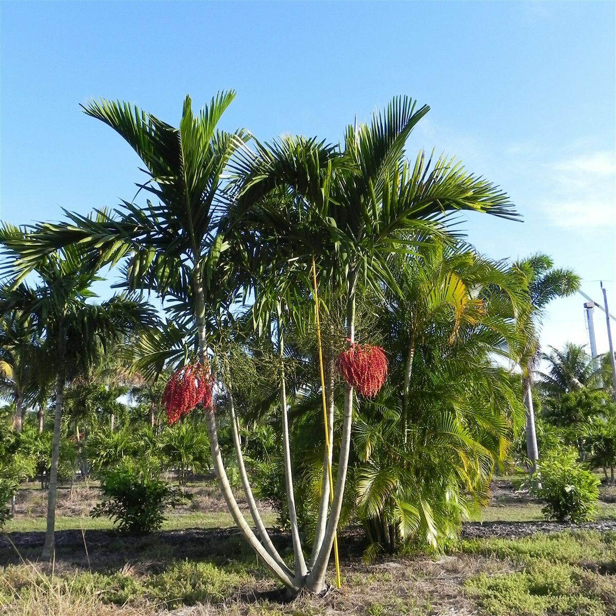 Alexander Palm Solitaire Palm Ptychosperma elegans 20 Seeds  USA Company