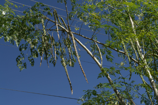 Horseradish Tree Moringa oleifera 100 Seeds  USA Company