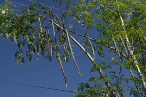 Horseradish Tree  Moringa oleifera 20 Seeds