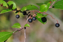Load image into Gallery viewer, Sparkleberry Vaccinium arboreum 20 Dried Fruits with Seeds