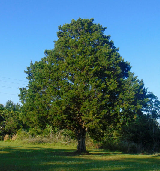 Eastern Red Cedar 100 Seeds Juniperus virginiana