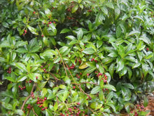 Load image into Gallery viewer, Bahama Wild Coffee Rare Psychotria ligustrifolia 10 Seeds