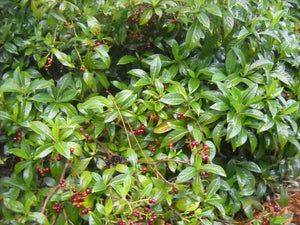 Bahama Wild Coffee Rare Psychotria ligustrifolia 10 Seeds
