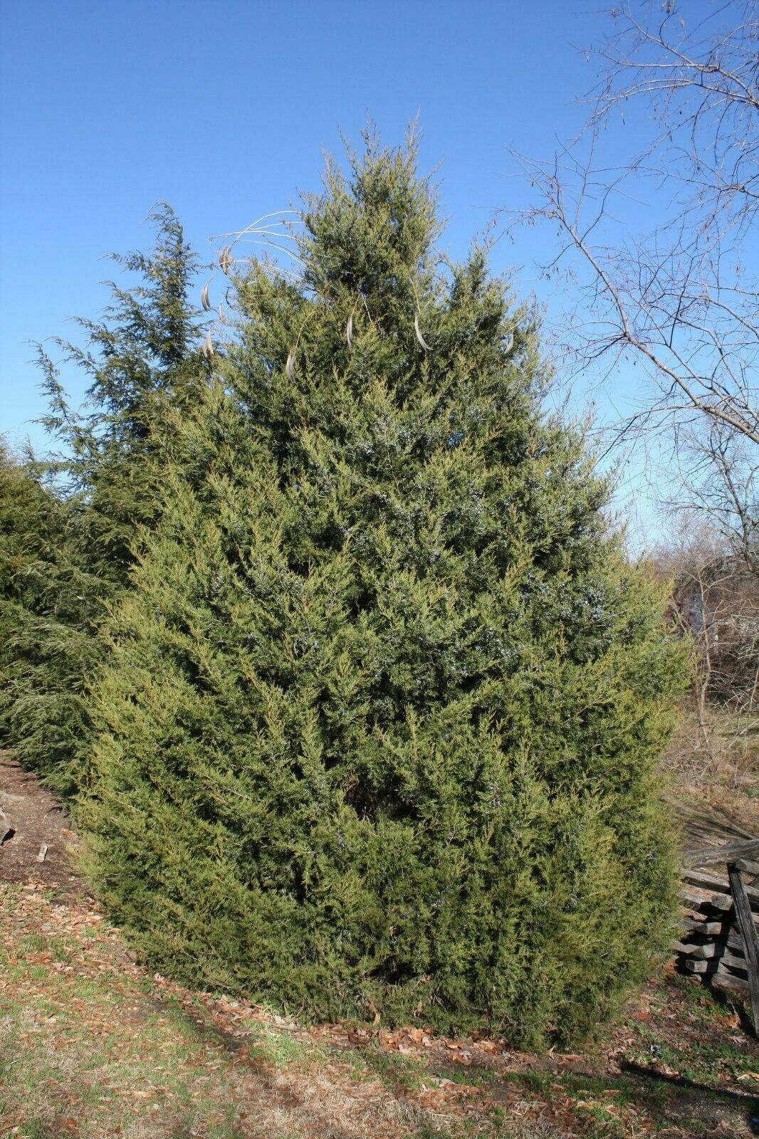 Eastern Red Cedar Juniper Juniperus virginiana 100 Seeds  USA Company