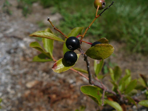 Sparkleberry Vaccinium arboreum 20 Dried Fruits with Seeds