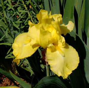 Yellow Iris Flower Photo Color Print