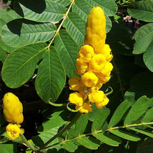 Load image into Gallery viewer, Candlestick Cassia Senna alata 50 Seeds