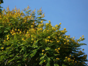 Yellow Poinciana Peltophorum pterocarpum 20 Seeds
