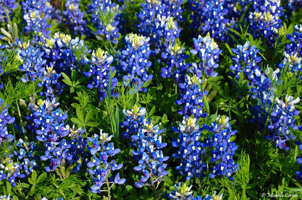 Texas Bluebonnet Lupinus texensis 200 Seeds  USA Company