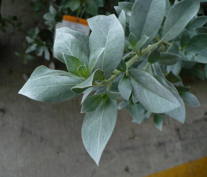 Silver Buttonwood Conocarpus erectus 30 Seeds