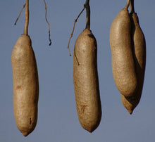 Load image into Gallery viewer, Sausage Tree Kigelia pinnata 20 Seeds