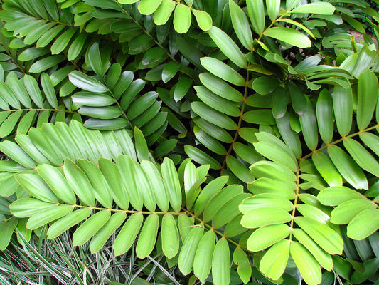 Cardboard Palm Cycad Zamia furfuracea 100 Seeds  USA Company