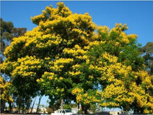 Load image into Gallery viewer, Yellow Poinciana Peltophorum pterocarpum 20 Seeds