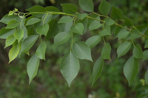 Indian Rosewood Dalbergia sissoo 20 Seeds