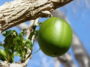 Calabash Tree Crescentia cujete 20 Seeds