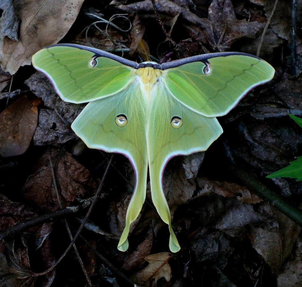 Luna Moth on Forest Floor Photograph Giclee Print