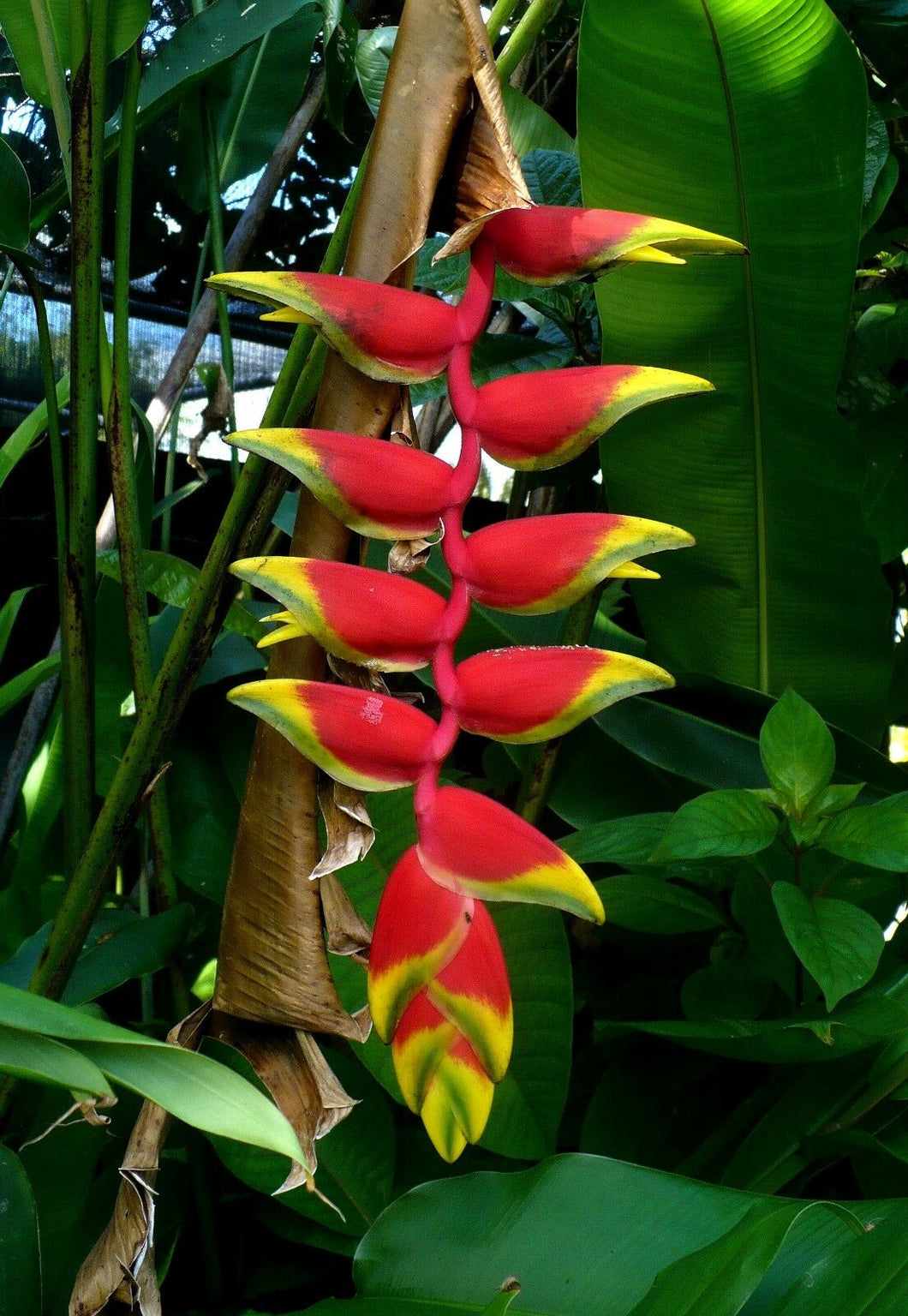 Heliconia Flower Photo Color Print