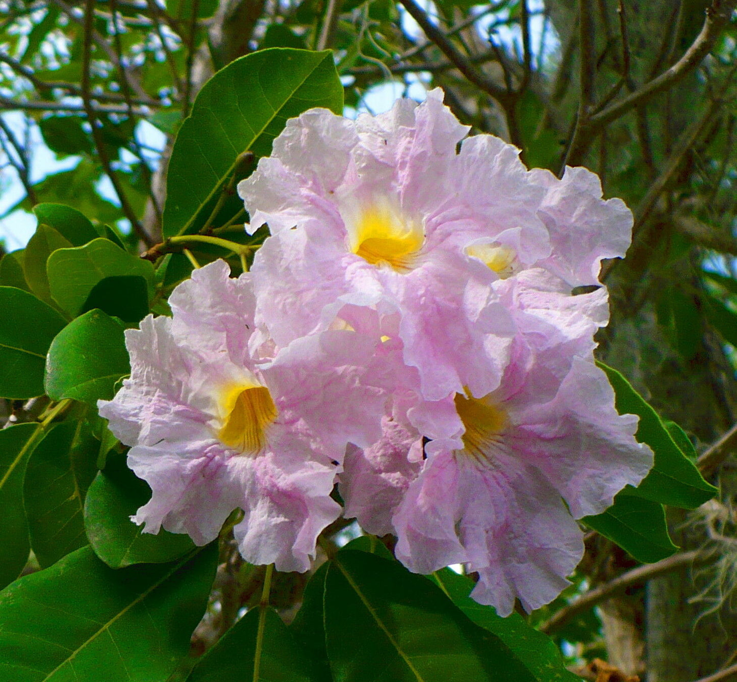 Pink Trumpet Tree Tabebuia heterophylla 20 Seeds  USA Company
