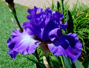 Purple Japanese Iris Flower Photo Color Print