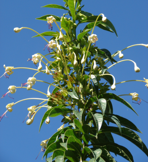 Tube Flower Clerodendrum indicum 20 Seeds  USA Company