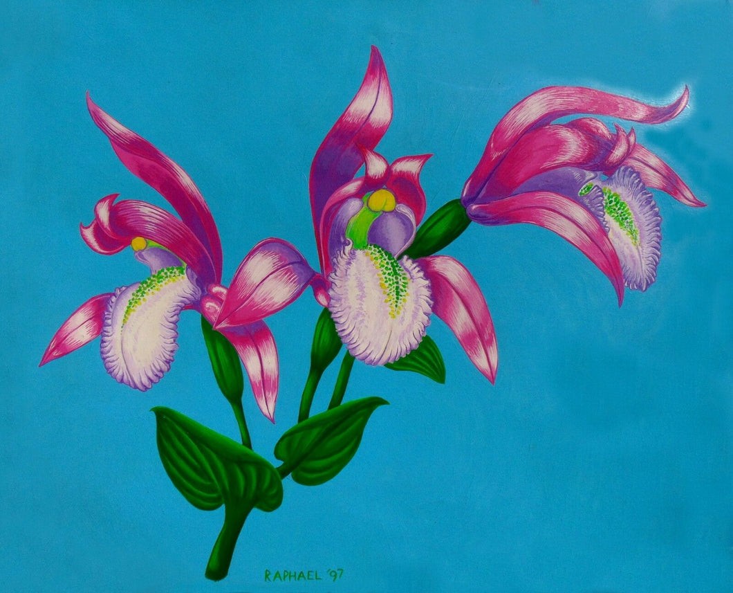 Pink Orchid Triphora trianthophora Print