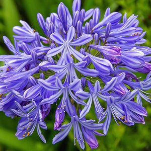 Lily of the Nile Agapanthus praecox 25 Seeds