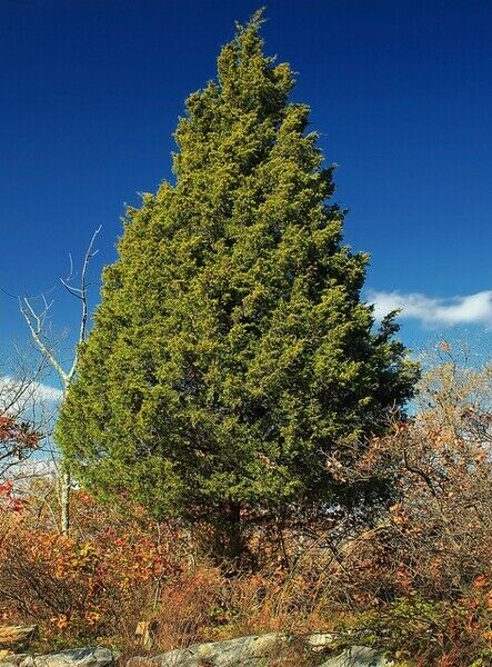 Eastern Red Cedar Juniper Juniperus virginiana 100 Seeds  USA Company
