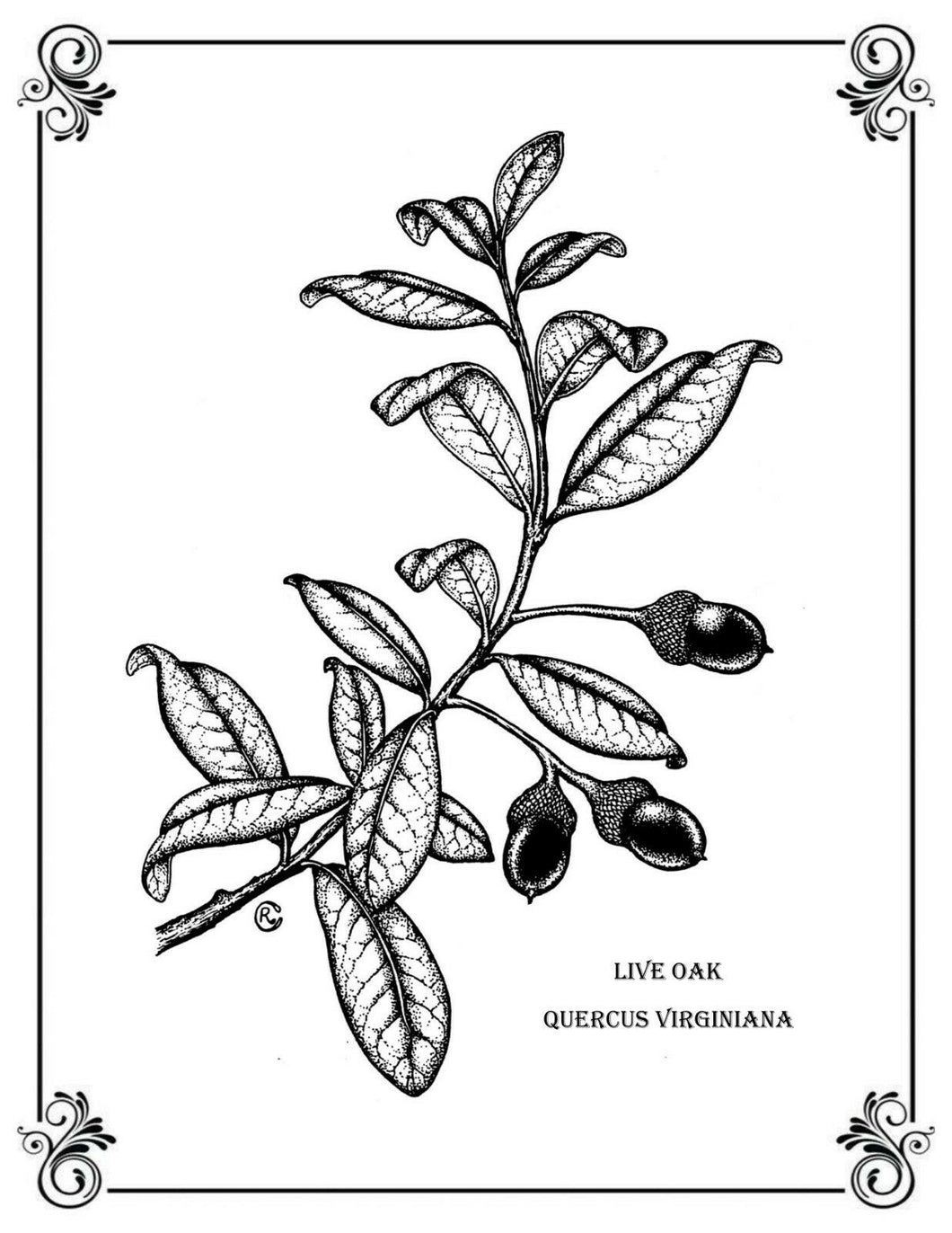 Live Oak Quercus virginiana Print