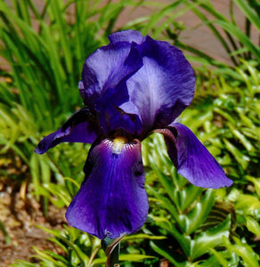 Purple Iris Flower Photo Color Print