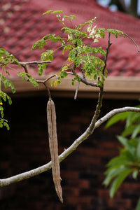 Horseradish Tree  Moringa oleifera 20 Seeds